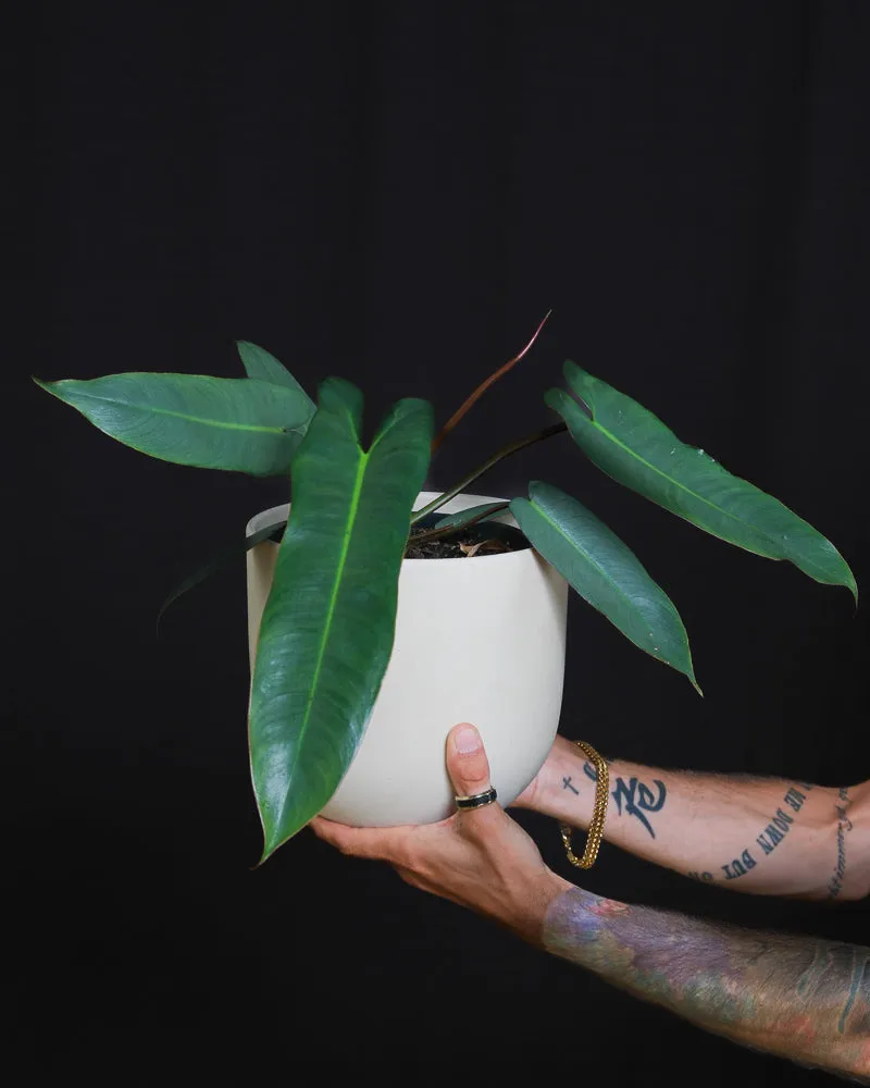 feey-philodendron-atabapoense-rarit-t-halbschattig image 1