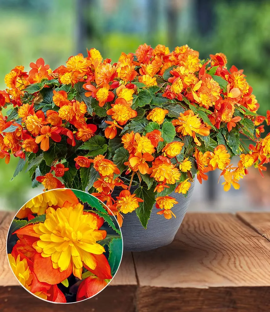 baldur-garten-begonie-riseup-harlequin-2-pflanzen-im-10-5-cm-topf image 1