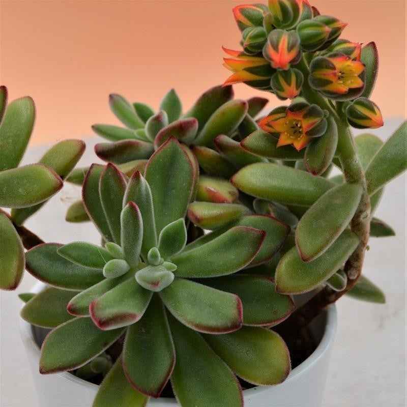 pasiora-echeveria-pulvinata-10-5cm-samtige-sukkulente image 1