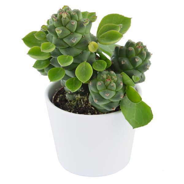 pasiora-euphorbia-ritchiei-sukkulente-6-cm-topf image 3