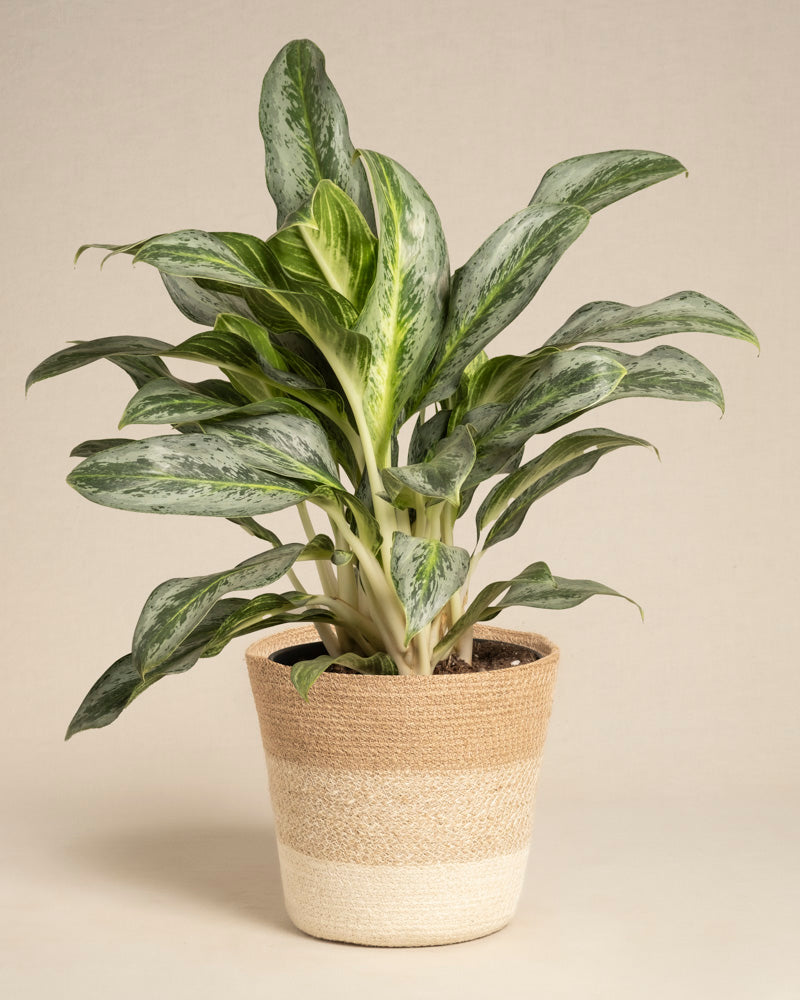 feey-aglaonema-emerald-stone-zimmerpflanze-mittel image 6