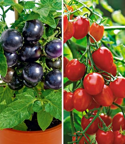 baldur-garten-cherry-tomaten-kollektion-tartufo-romello-4-pflanzen image 4