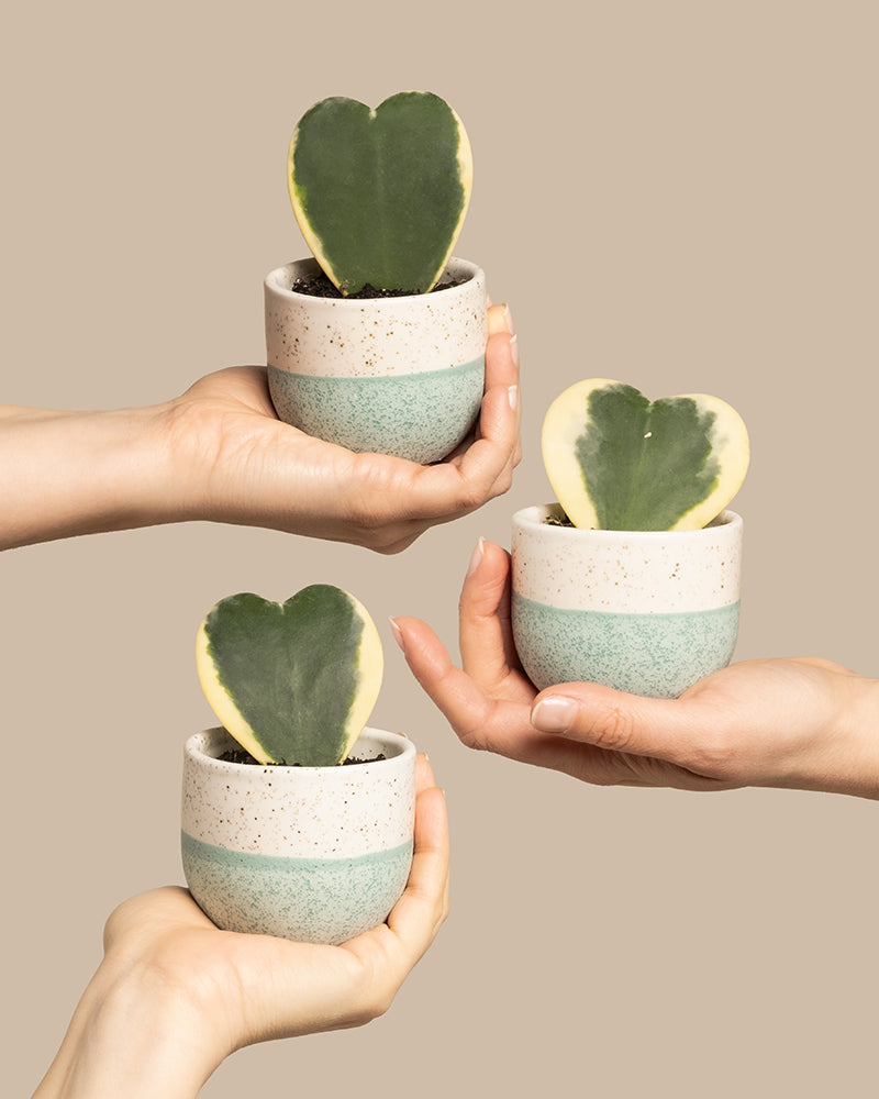 feey-herzblatt-trio-panaschiert-hoya-kerrii-variegata-3-babypflanzen image 1
