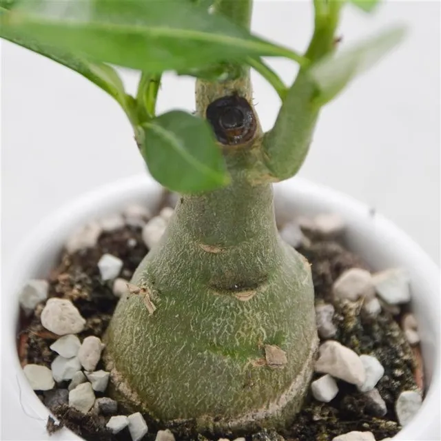pasiora-adenium-obesum-w-stenrose-sukkulente-6-cm-topf image 1