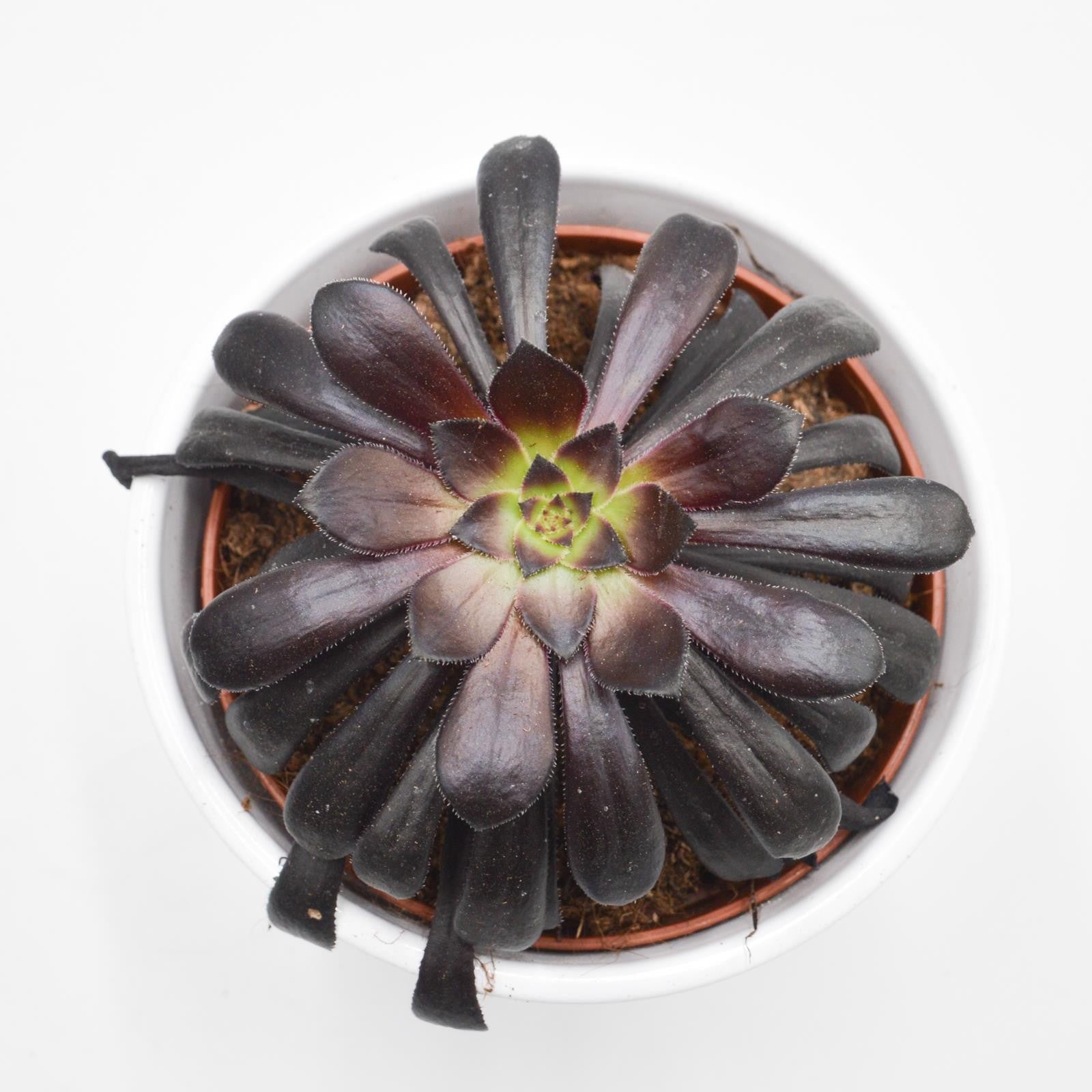 pasiora-aeonium-arboreum-schwarzkopf-rosette-10-5cm image 2