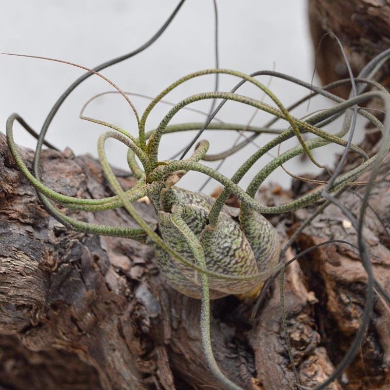 pasiora-tillandsia-butzii-luftnelke-bromelie image 2