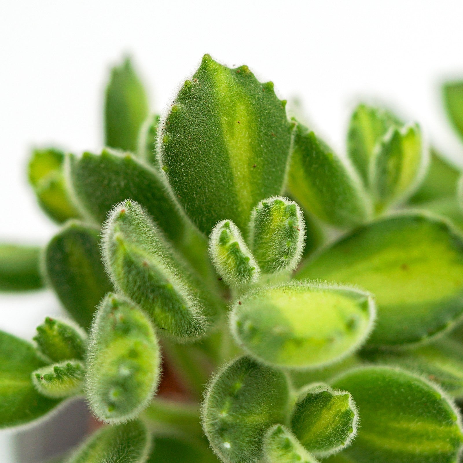 pasiora-cotyledon-tomentosa-lemon-stripe-sukkulente-6cm image 1