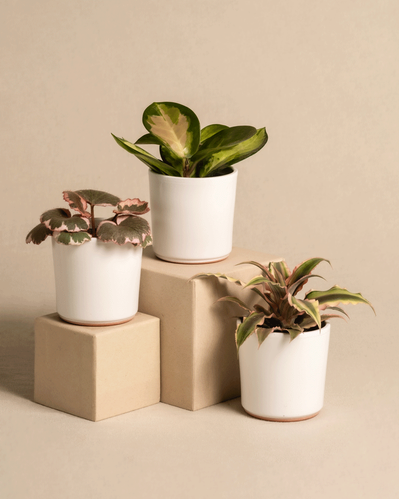 feey-rosa-babypflanzen-3er-set-mit-cryptanthus-hoya-saxifraga image 6