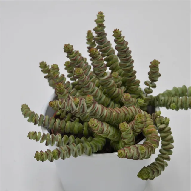 pasiora-crassula-rupestris-marnieriana-sukkulente-8-5-cm-topf image 1