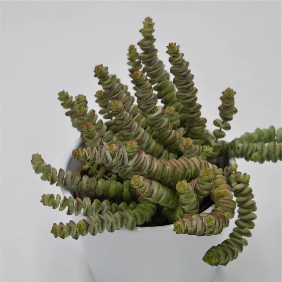 pasiora-crassula-rupestris-marnieriana-sukkulente-8-5-cm-topf image 1