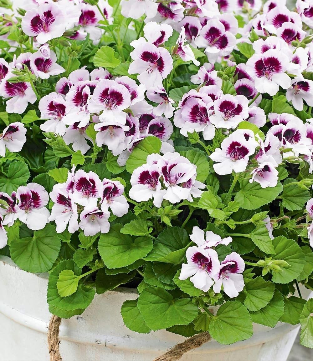baldur-garten-3x-duft-geranie-moskito-schocker-10-5-cm-topf image 4