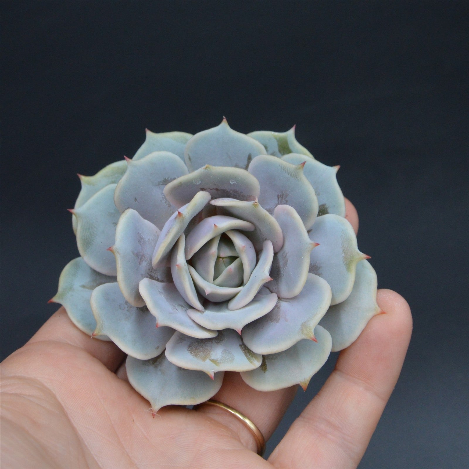 pasiora-echeveria-lola-f-purpur-steckling-rarit-t image 1