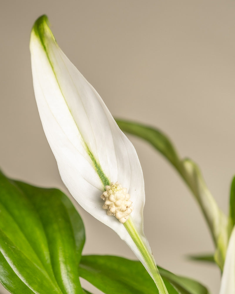 feey-einblatt-spathiphyllum-wallisii-friedenslilie-klein image 2