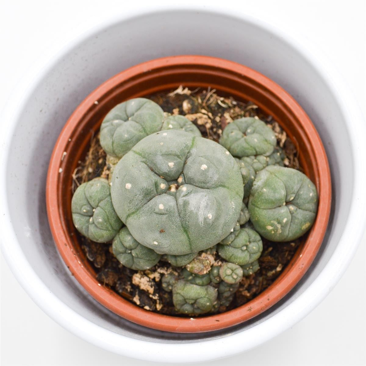 pasiora-lophophora-williamsii-cluster-peyote-kaktus-8-5cm image 3