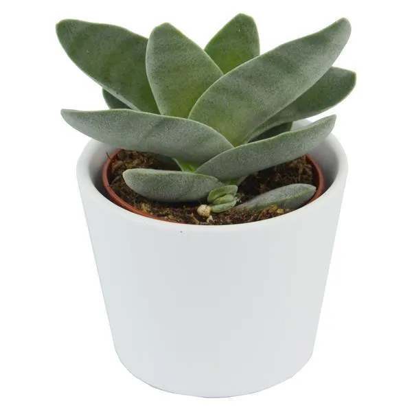 pasiora-crassula-falcata-sicheldickblatt-sukkulente-6cm image 1