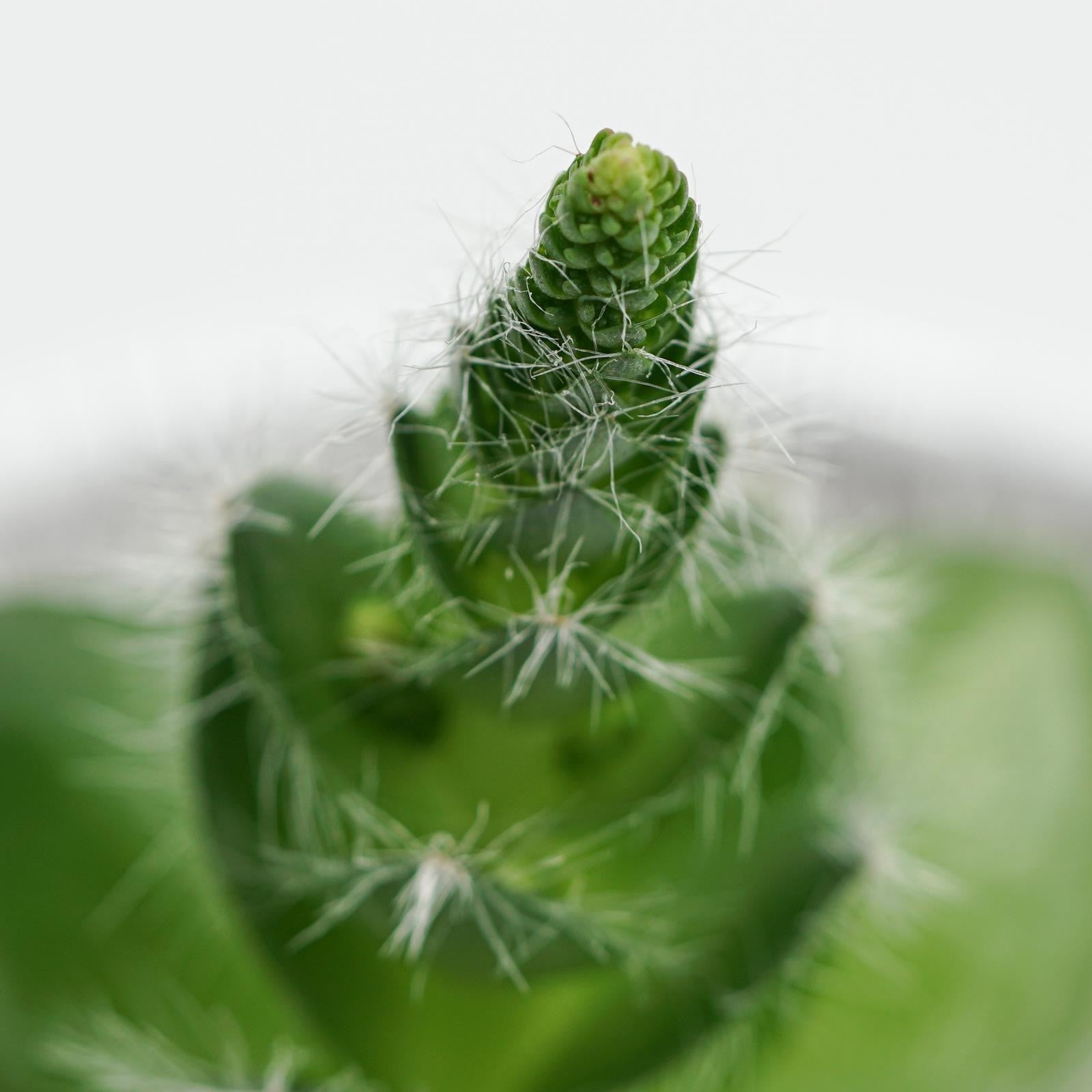 pasiora-crassula-capitella-v-setosa-dickblatt-8-5-cm-topf image 2