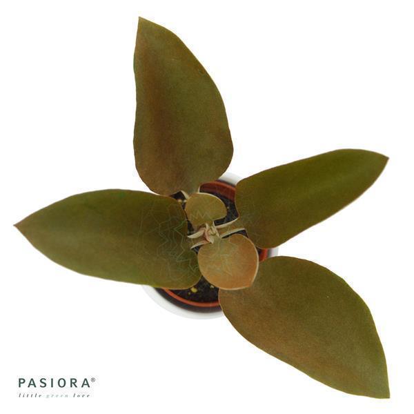 pasiora-kalanchoe-orgyalis-6-cm-sukkulente image 2