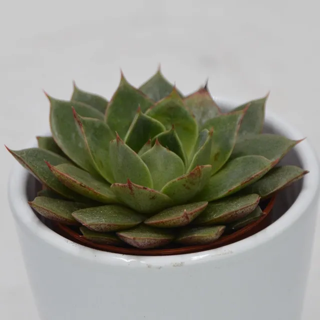 pasiora-echeveria-parva-sukkulente-5-5cm-topf image 1