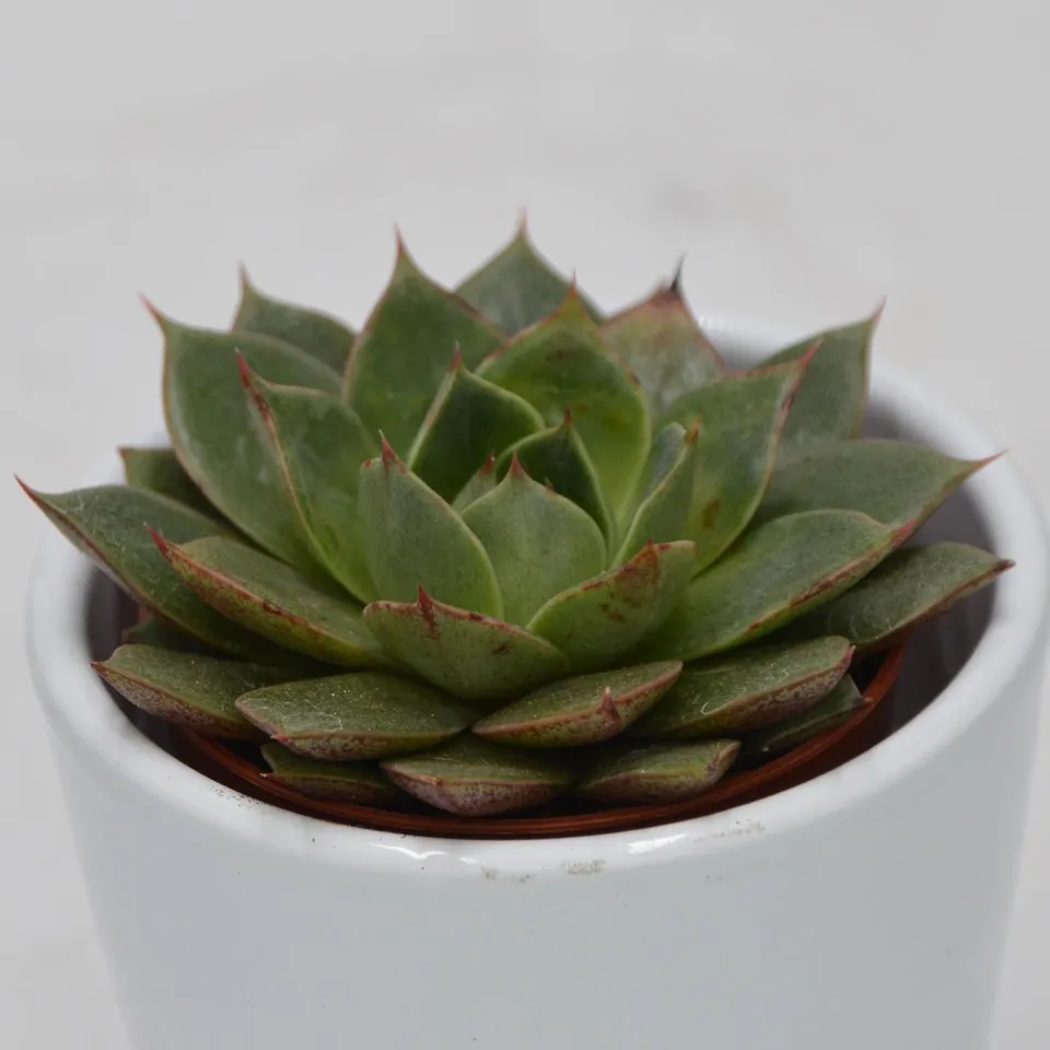 pasiora-echeveria-parva-sukkulente-5-5cm-topf image 1