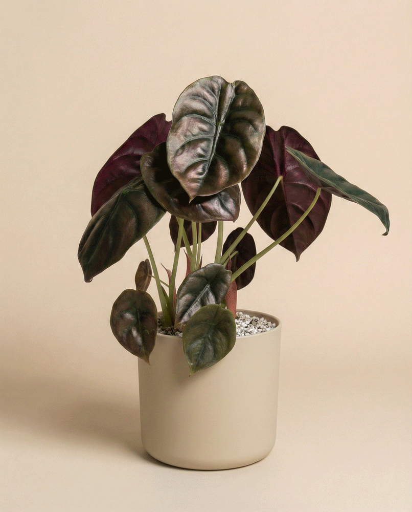 feey-alocasia-red-secret-schweizer-gew-chs-klein-mittel image 6