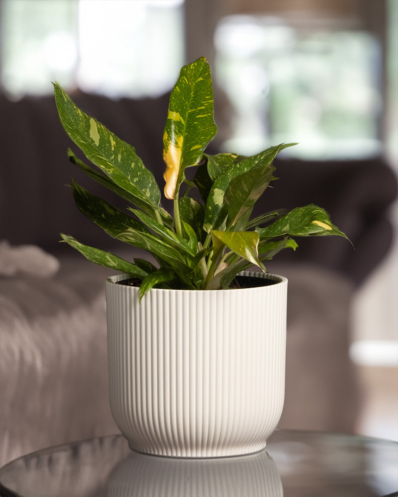 feey-philodendron-ring-of-fire-rarit-t-20-30-cm-topf-13-cm image 7