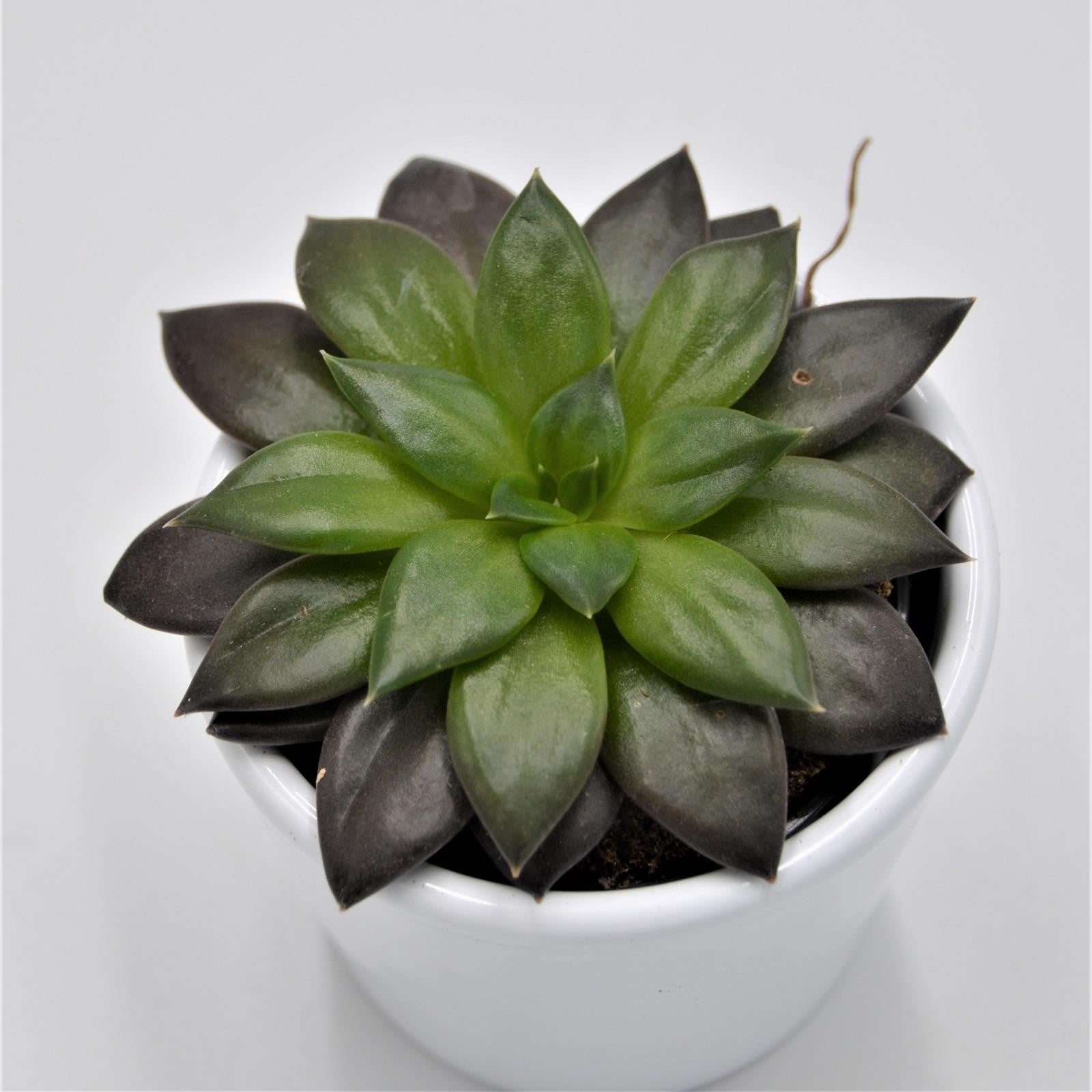pasiora-echeveria-noir-sukkulente-6cm-topf image 1