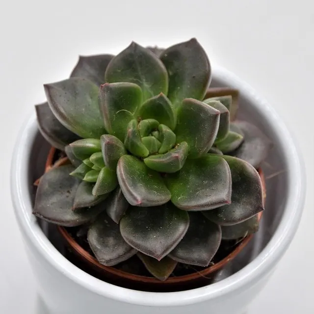 pasiora-x-sedeveria-testar-sukkulente-im-5-5cm-topf image 1