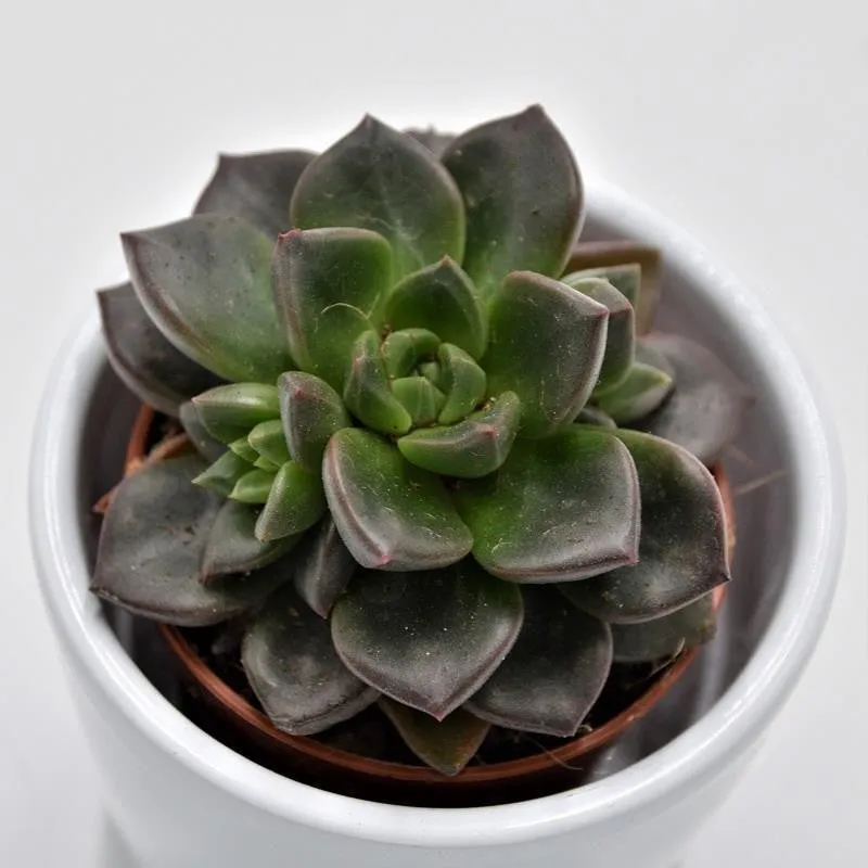 pasiora-x-sedeveria-testar-sukkulente-im-5-5cm-topf image 1