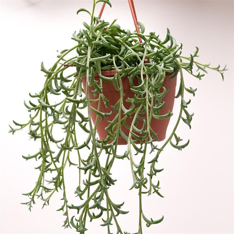 pasiora-senecio-peregrinus-string-of-dolphins-ampel-12-cm-topf image 1