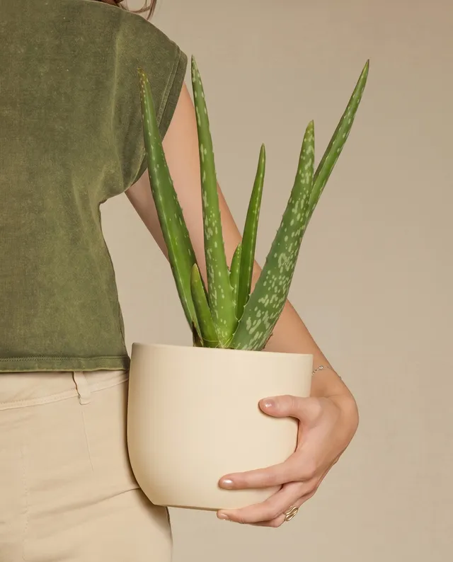 feey-echte-aloe-vera-zimmerpflanze image 1