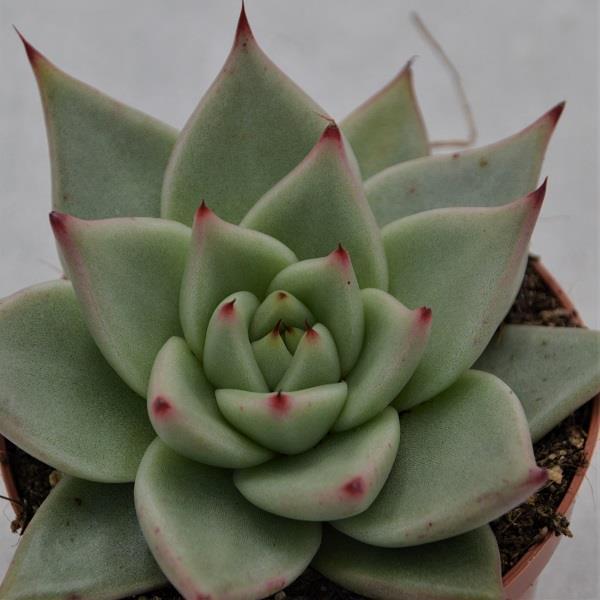 pasiora-echeveria-agavoides-sirius-hybrid-sukkulente-8-5cm image 1