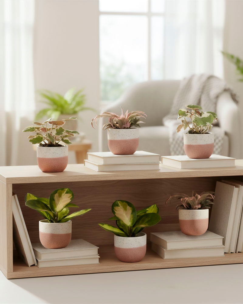 feey-rosa-babypflanzen-6er-set-zimmerpflanzen image 4
