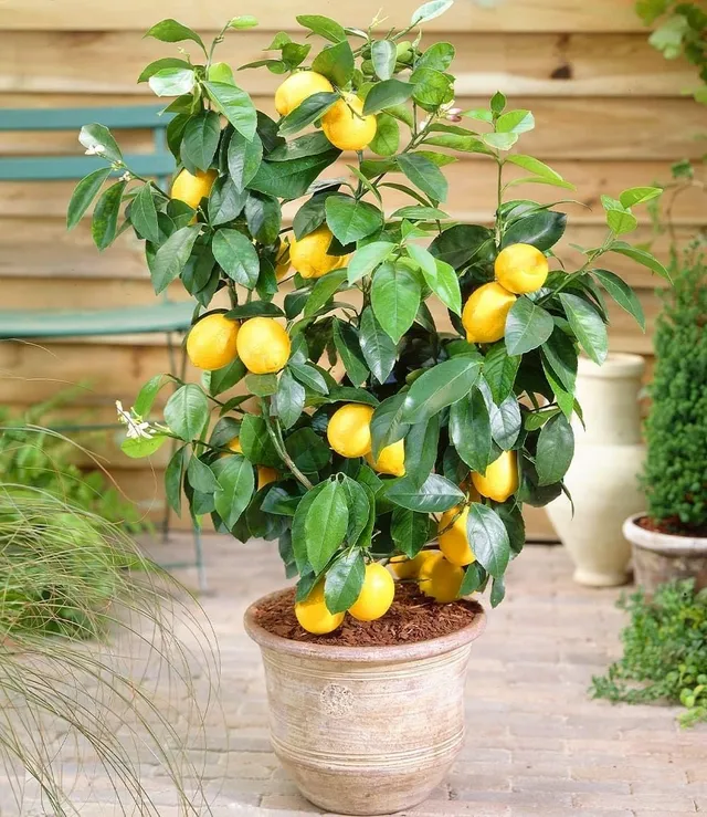 baldur-garten-zitronen-b-umchen-citrus-limon-im-12-cm-topf image 1