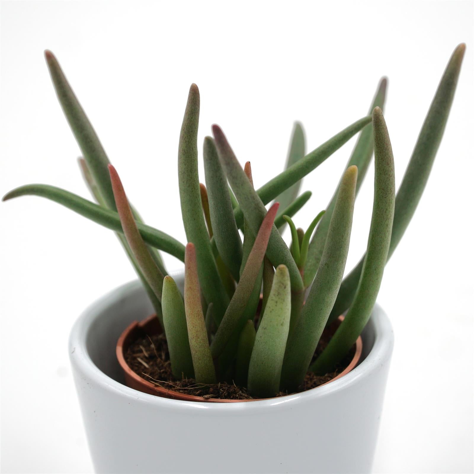 pasiora-cephalophyllum-alstonii-ice-plant-sukkulente-5-5cm-topf image 1