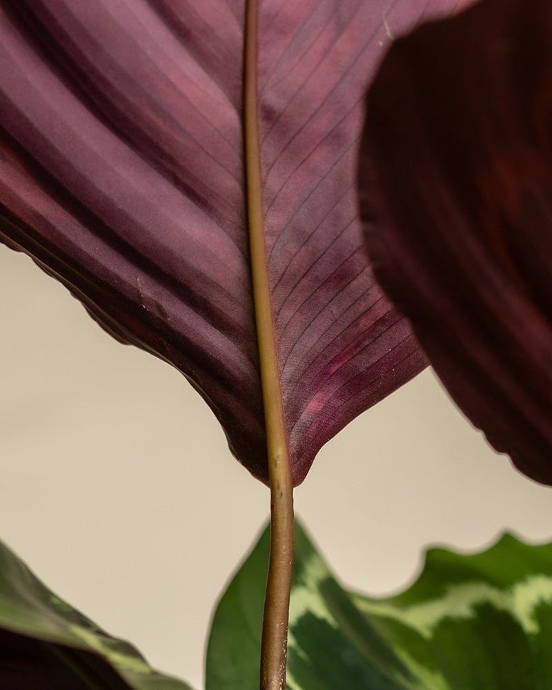 feey-calathea-roseopicta-medallion-gro-e-zimmerpflanze-50-60-cm image 8