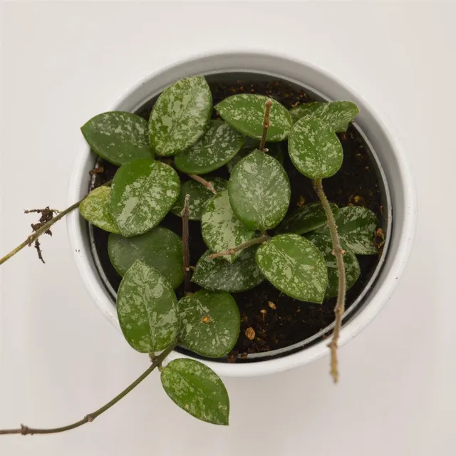 pasiora-hoya-mathilde-splash-porzellanblume-12cm image 1