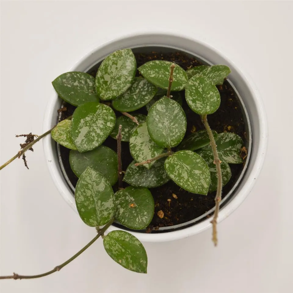 pasiora-hoya-mathilde-splash-porzellanblume-12cm image 1