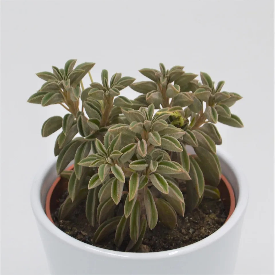 pasiora-peperomia-asperula-sukkulente-10-5cm-topf image 1