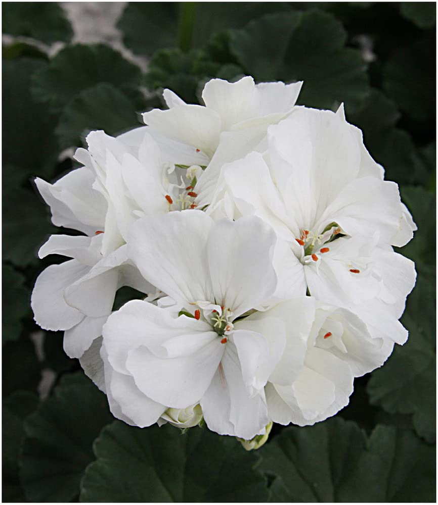 baldur-garten-balkon-geranie-moonlight-sailing-3-pflanzen-pelargonium-zonale image 1
