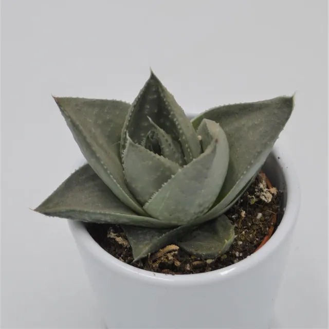 pasiora-haworthia-savanna-sukkulente-6cm image 1