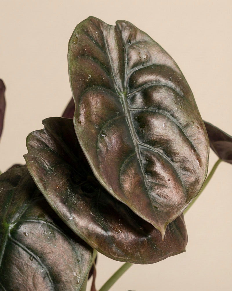 feey-alocasia-trio-red-secret-shields-silver-nebula image 2