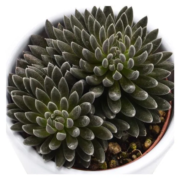 pasiora-sinocrassula-yunnanensis-sukkulente-5-5-cm-topf image 1