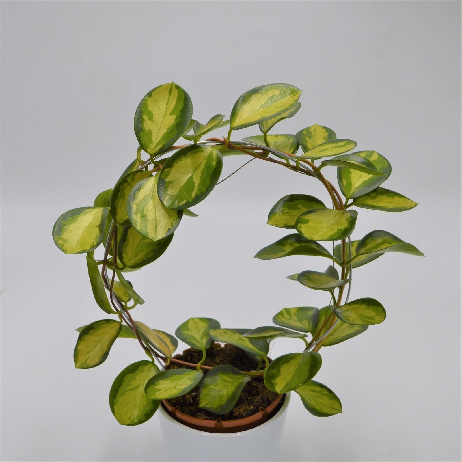 pasiora-hoya-australis-lisa-wachsblume-12-cm-topf-mit-bogen image 1