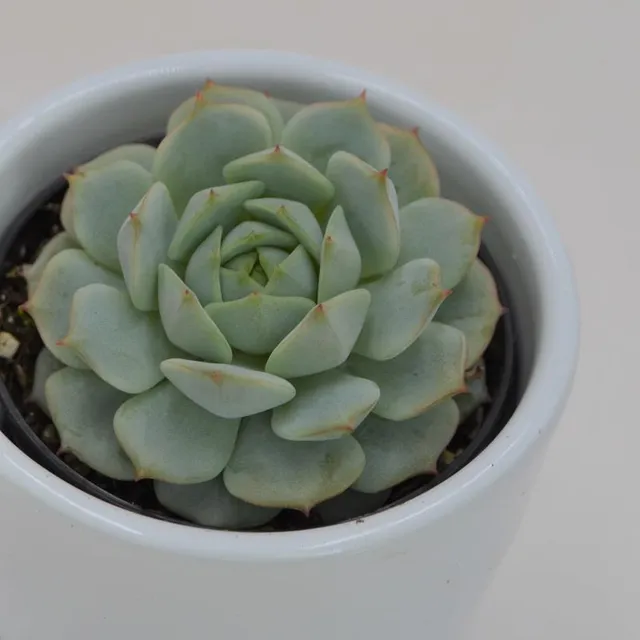 pasiora-echeveria-derenbergii-rosetten-sukkulente-6cm-topf image 1