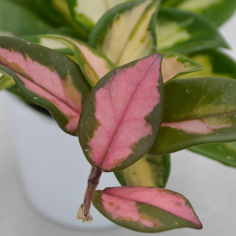 pasiora-hoya-carnosa-tricolor-wachsblume-6cm-topf image 3