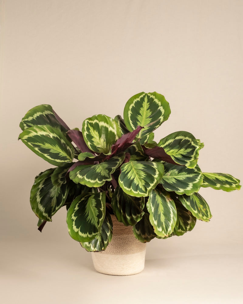 feey-grosse-calathea-roseopicta-medallion-zimmerpflanze image 6