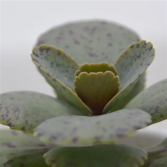 pasiora-kalanchoe-marmorata-sukkulente-6cm image 1