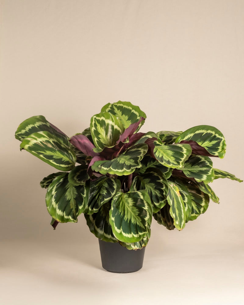 feey-grosse-calathea-roseopicta-medallion-zimmerpflanze image 3