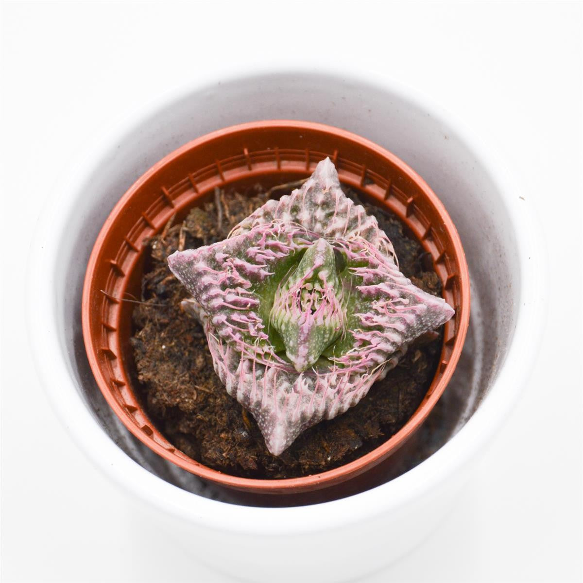 pasiora-faucaria-monster-sukkulente-5-5cm-topf image 2