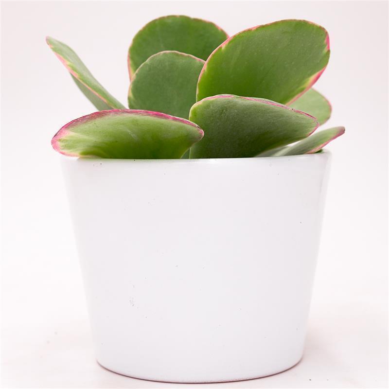 pasiora-kalanchoe-thyrsiflora-rainbow-sukkulente-10-5cm image 3